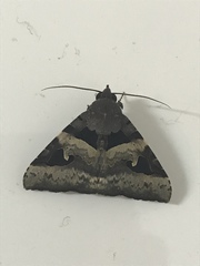 Avatha bubo