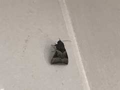 Avatha bubo