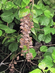 Dioscorea bartlettii