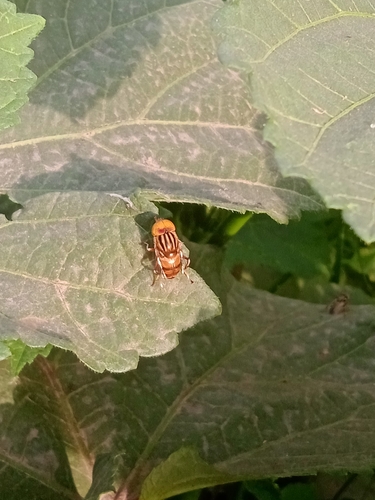 Eristalinus arvorum