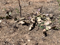 Opuntia tortispina