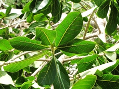 Ficus obtusifolia