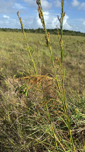 Lagenocarpus sabanensis, 2026-04-28