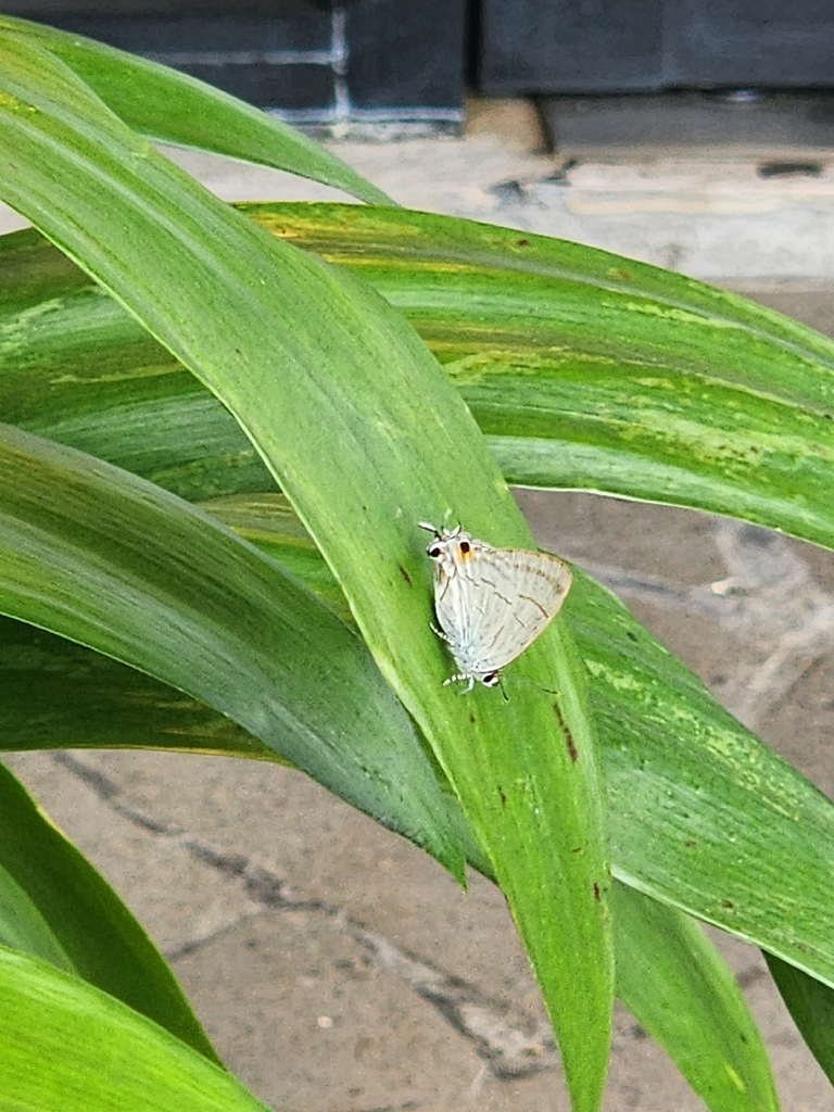 Peacock Royal (Tajuria cippus)