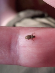 Sitona lineatus