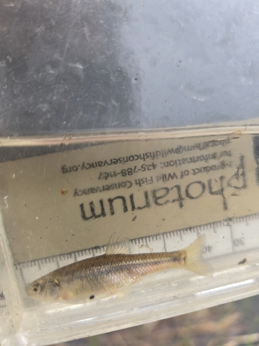 Fathead Minnow