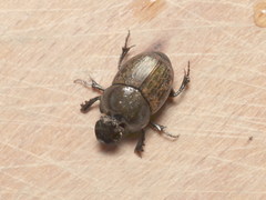 Onthophagus medius