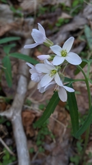 Cardamine diphylla