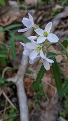 Cardamine diphylla