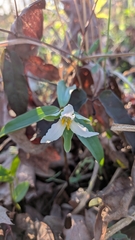 Trillium pusillum, photograph (c) Lauren L., some rights reserved (CC BY)