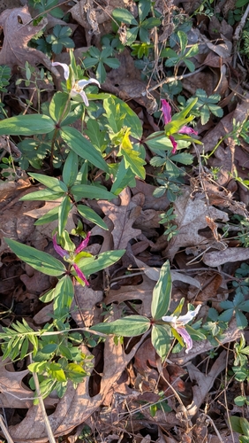 Trillium pusillum, photograph 5