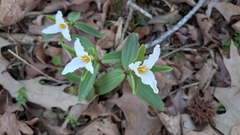 (c) Lauren L., some rights reserved (CC BY) Trillium pusillum, photograph (c) Lauren L., some rights reserved (CC BY)