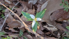 (c) Lauren L., some rights reserved (CC BY) Trillium pusillum, photograph (c) Lauren L., some rights reserved (CC BY)