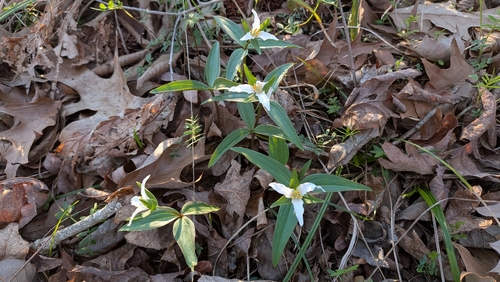 Trillium pusillum, photograph 1