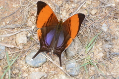 Marpesia corita