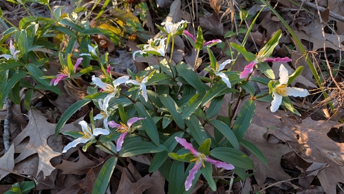 Trillium pusillum