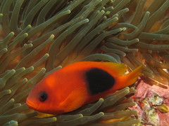 Amphiprion ephippium