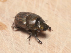 Onthophagus medius