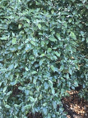 Olearia × macrodonta