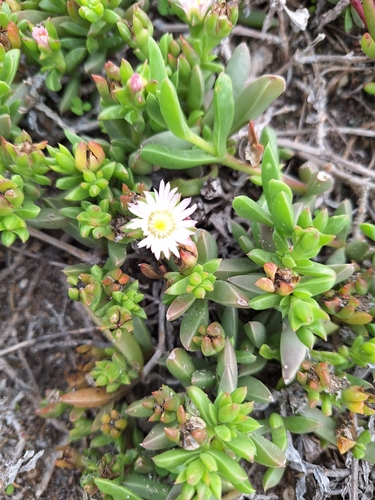 Delosperma litorale, photograph 6