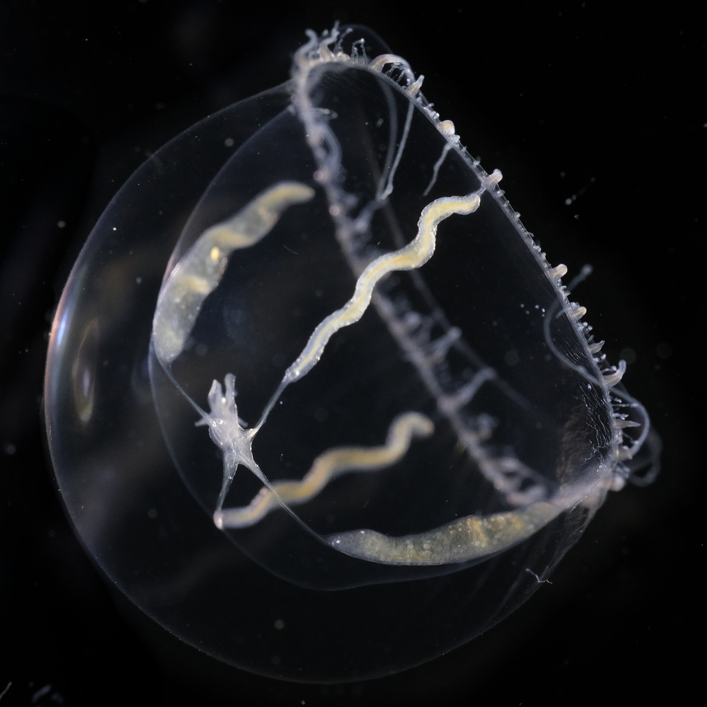 Mitrocomella polydiademata