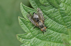 Platystoma