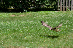 Buteo jamaicensis
