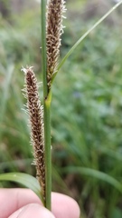 Carex barbarae