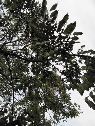 Diospyros leucomelas