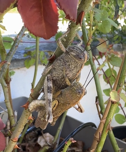 Egyptian Bird Grasshopper
