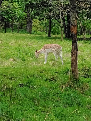 European Fallow Deer