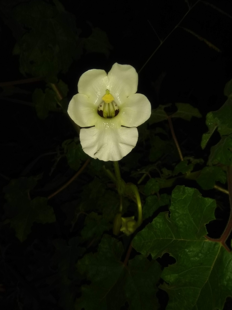 Escorzonera (Craniolaria annua)