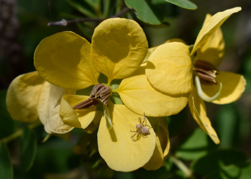 Senna gaudichaudii observed 2026-03-30