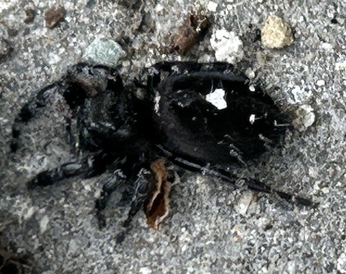 Bold Jumping Spider