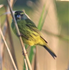 Crithagra scotops umbrosa