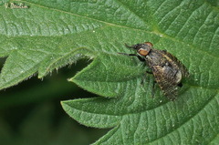 Platystoma