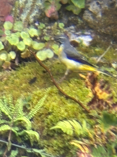 Grey Wagtail