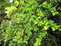 Heteropterys brachiata