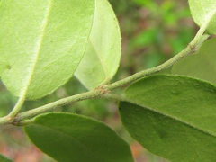 Heteropterys brachiata