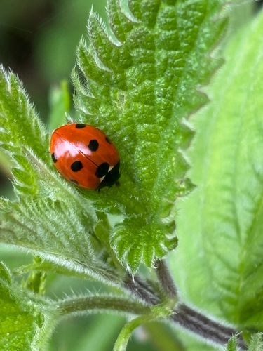 Seven-spotted Lady Beetle
