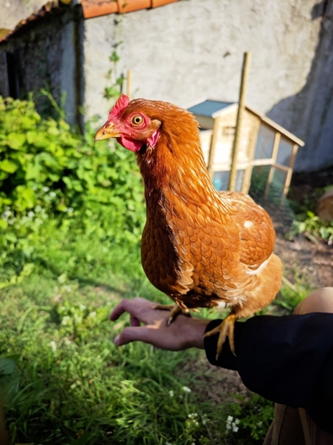 Domestic Chicken