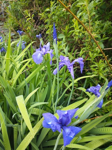 Water Iris