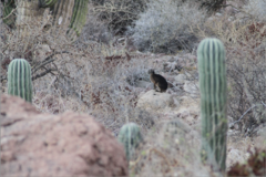 Lepus californicus insularis