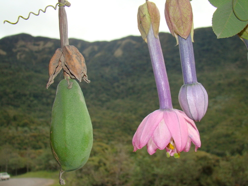 Passiflora cumbalensis, photograph 6