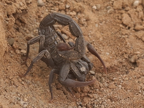 Hottentotta gentili