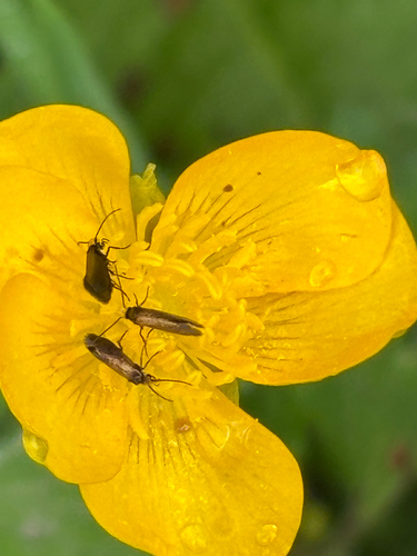 Marsh Marigold Moth