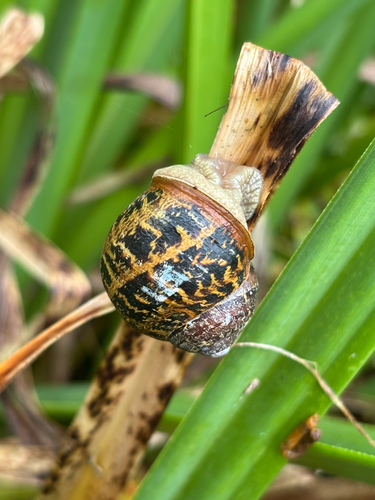 Garden Snail