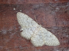 Scopula marginepunctata