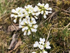 Thlaspi montanum (Noccaea montana)