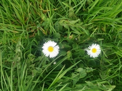 Bellis perennis